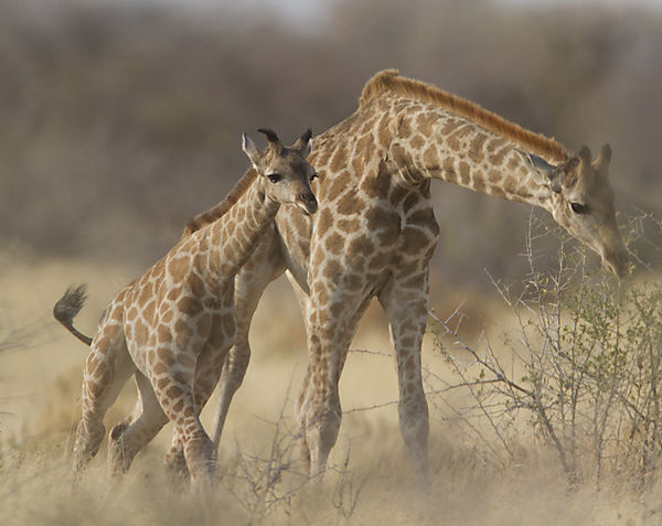 Giraffe With Child