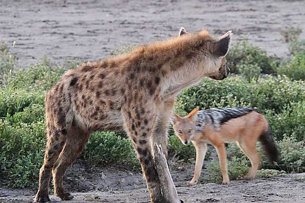 Hyena and jackal