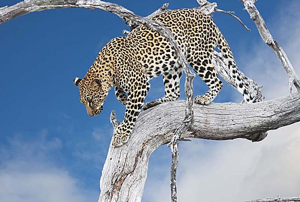 Leopard coming down