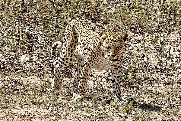Leopard in the Kalahari 2