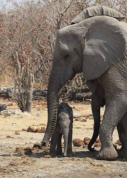 Mum And Baby Elephant