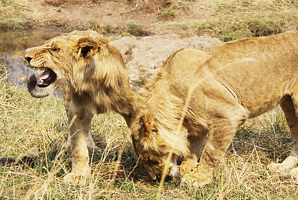 Two Young Male Lions