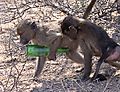 Baboon With Bottle