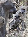 Baboons In The Kruger
