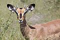 Black faced impala Etosha