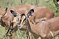 Black faced impala female
