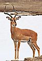 Black faced Impala male