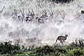 Cheetah chase Oryx