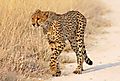 cheetah on road 3