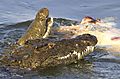 Crocodiles Feeding