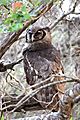 Giant Eagle Owl