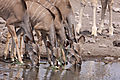 Kudu Females Having A Drink