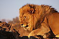 Large Male Lion