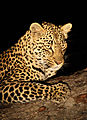 Leopard After Dark