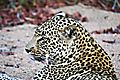 Leopard In Dry River Bed