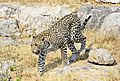 Leopard nears water