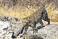 Leopard on rocks 2