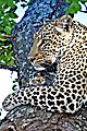 leopard sabie 1