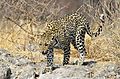 Leopard walking down rocks