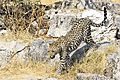 Leopard walking down rocks