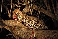 Leopard with bushbuck kill