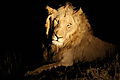 Lion After Dark