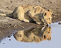 Lion Cub Chudop Water Hole