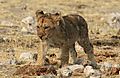 Lion cub walking alone