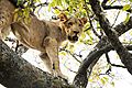 Lion In A Tree 1