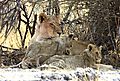 Lioness with 3 cubs