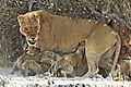 Lioness with cubs 1