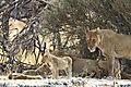 Lioness with kids 4