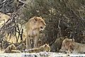 lioness with kids 5