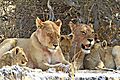 Lioness with kids 6
