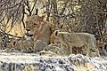 lioness with kids