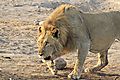 Male lion stalking Chudop