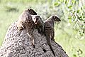 Mongoose on ant mound