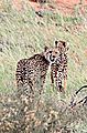 Pair of Cheetah