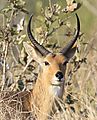 Reedbuck frontal view