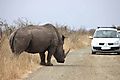 Rhino and Car