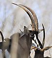 Sable Antelope in Kruger (5)