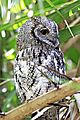 Scops owl 1