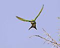 Swallowed Tail Bee Eater