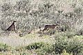 Two Cheetah start to stalk Oryx