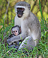 Vervet Monkey With Baby