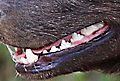 Wild Dog teeth