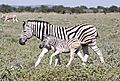 Zebra Etosha 2