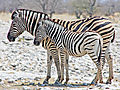 Zebra Mom And Child