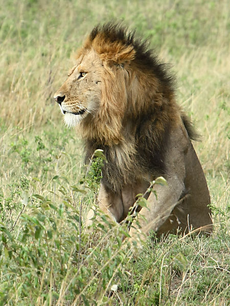 A Mara Lion.