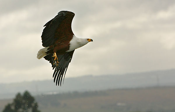 Fish Eagle Over The Water Of Lake Nakuru.